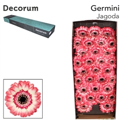 Gerbera Mini Black Center Jagoda 45cm 7cm Hd