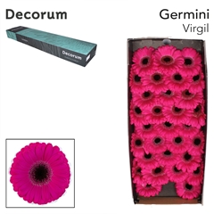 Gerbera Mini Black Center Virgil+ 45cm 7cm Hd