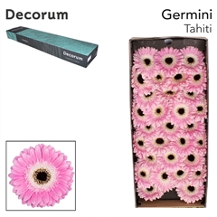 Gerbera Mini Black Center Tahiti 45cm 7cm Hd