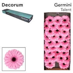 Gerbera Mini Black Center Talent 45cm 7cm Hd