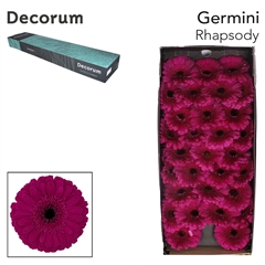Gerbera Mini Black Center Rhapsody 45cm 7cm Hd