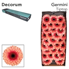 Gerbera Mini Black Center Tiptop 45cm 7cm Hd