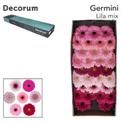 Gerbera Mini Sensation Mix Pink 45cm 7cm Hd