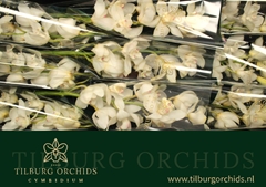 Cymbidium Early White 60cm