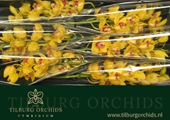 Cymbidium Monica 80cm
