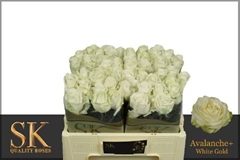 Rosa Avalanche+ 50cm