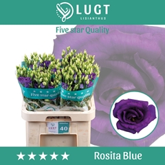 Eustoma Double Rosita Blue 70cm