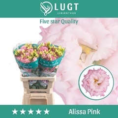Eustoma Double Alissa Pink 70cm