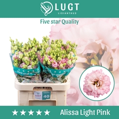 Eustoma Double Alissa Light Pink 70cm