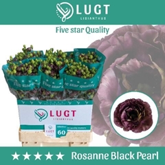 Eustoma Double Rosanne Black Pearl 70cm