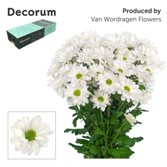 Chrysanth Spray Kennedy 70cm 85gr.