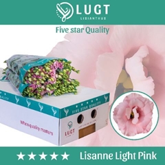 Eustoma Double Lisanne Light Pink 70cm