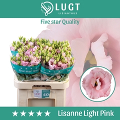 Eustoma Double Lisanne Light Pink 70cm