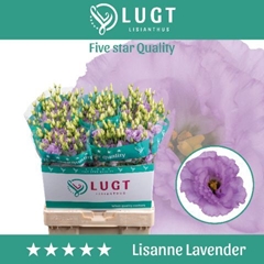 Eustoma Double Lisanne Deep Lavender 70cm