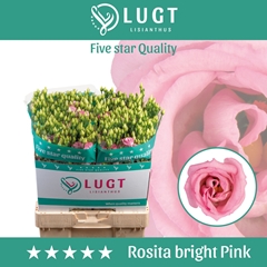 Eustoma Double Rosita Bright Pink 70cm