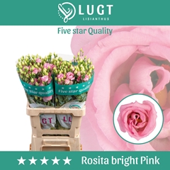 Eustoma Double Rosita Bright Pink 70cm
