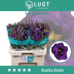 Eustoma Double Rosita Violet 70cm
