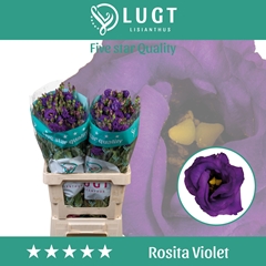Eustoma Double Rosita Violet 70cm