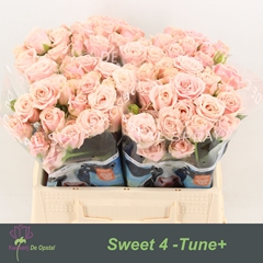 Rosa Spray Sweet 4-Tune 35cm 2+
