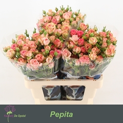 Rosa Spray Pepita 60cm 5+