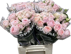 Rosa Spray Rosa Loves Me With Fatal Attraction 45cm 2+