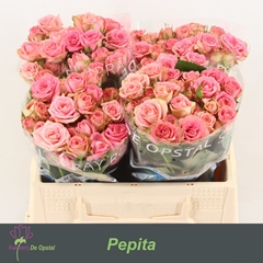 Rosa Spray Pepita 35cm 2+
