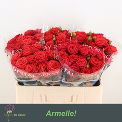 Rosa Spray Armelle! 50cm 3+