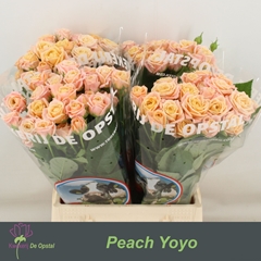 Rosa Spray Yo-Yo 35cm 2+