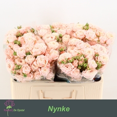 Rosa Spray Nynke 50cm 3+