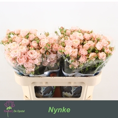 Rosa Spray Nynke 70cm 6+