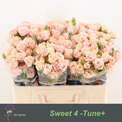 Rosa Spray Sweet 4-Tune 50cm 3+