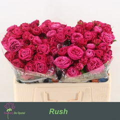 Rosa Spray Rush 50cm 3+