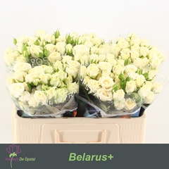 Rosa Spray Belarus+ 50cm 3+
