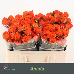Rosa Spray Amata 50cm 2+