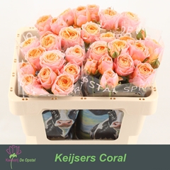 Rosa Spray Keijsers Coral 50cm 1+