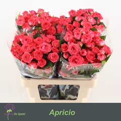 Rosa Spray Apricio 60cm 4+