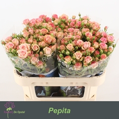 Rosa Spray Pepita 70cm 8+