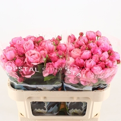Rosa Spray Silva Pink+ 70cm 6+