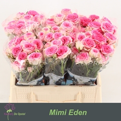 Rosa Spray Mimi Eden 35cm 2+