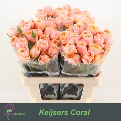 Rosa Spray Keijsers Coral 60cm 2+