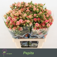 Rosa Spray Pepita 65cm 6+