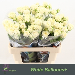 Rosa Spray White Balloons 60cm 3+