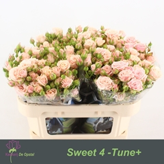 Rosa Spray Sweet 4-Tune 65cm 4+
