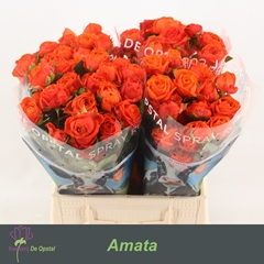 Rosa Spray Amata 45cm 2+