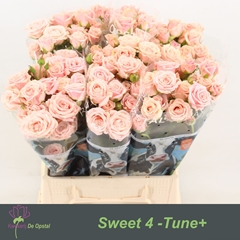 Rosa Spray Sweet 4-Tune 45cm 2+