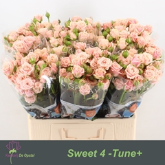 Rosa Spray Sweet 4-Tune 60cm 4+