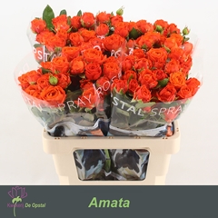 Rosa Spray Amata 60cm 3+