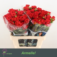 Rosa Spray Armelle! 60cm 5+