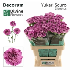 Dianthus Single Yukari Scuro 60cm