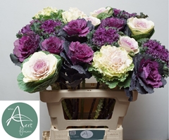 Brassica Mix 60cm